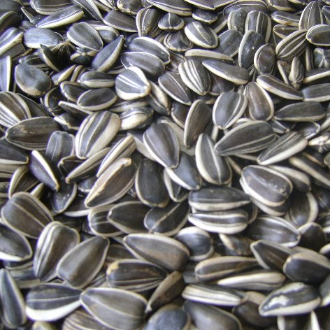 Pipas Galacticas 60gx40u